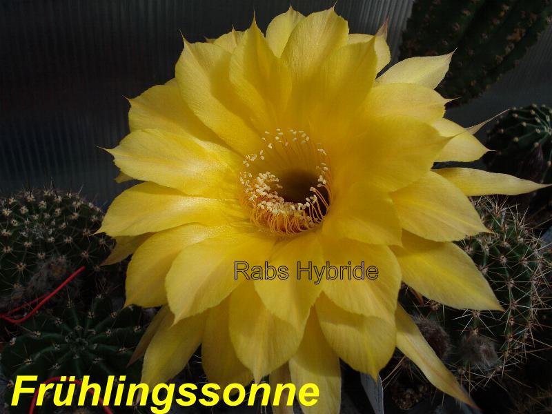 Bilder 2012/Fruehlingssonne 4.1.jpg 